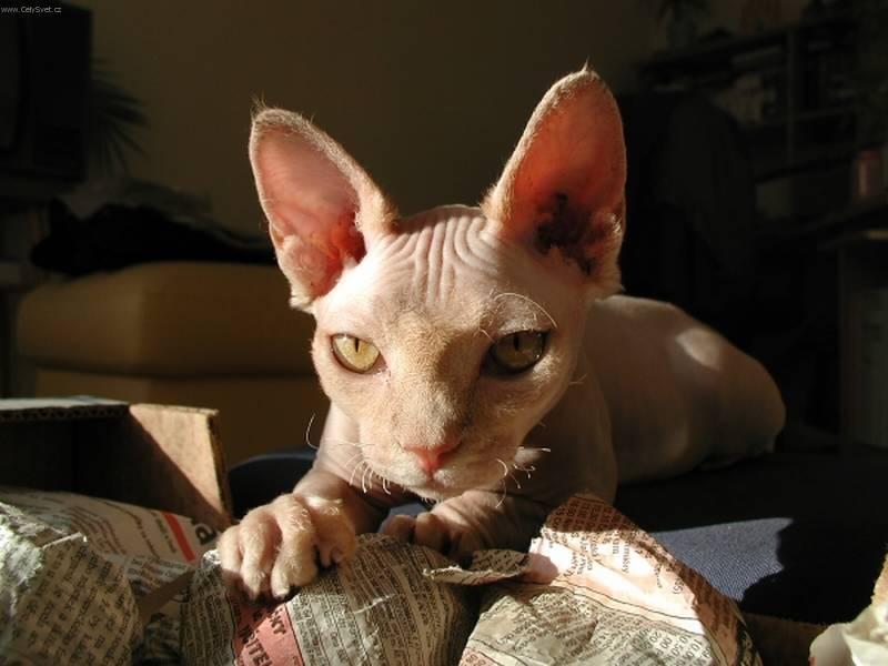 Foto: Sphynx-Majitelka: Blanka