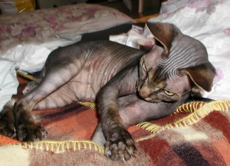 Foto: Sphynx-Majitelka: Blanka