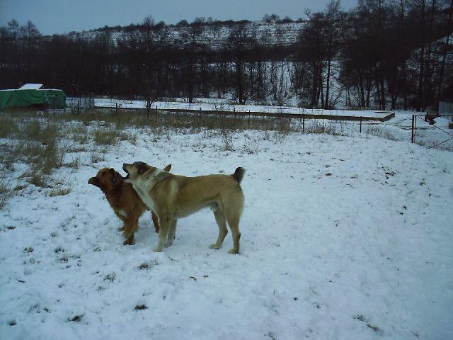 Foto: St�edoasijsk� pasteveck� pes-Arall. Majitel: Alexandr Ry�ka