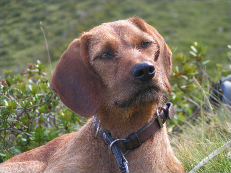 Foto: �t�rsk� brak��-Diverse Bilder. CHS: www.deutscherbrackenverein.de