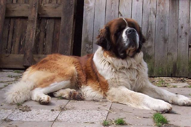 Foto: Svatobernarsk� pes-Andy