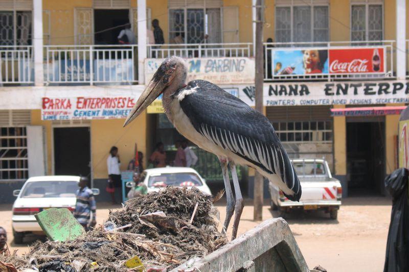 Foto: Tanzanie
