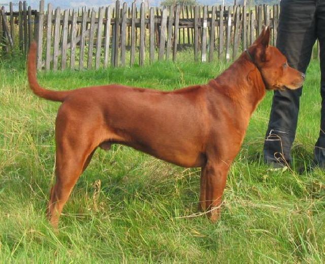 Foto: Thajsk� ridgeback-Anonymn� majitel