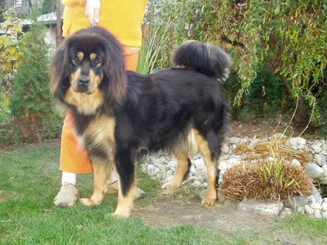 Fotky: Tibetsk� doga (foto, obrazky)