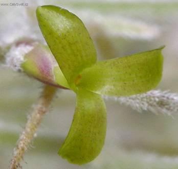 Foto: Tilandsie �ed�