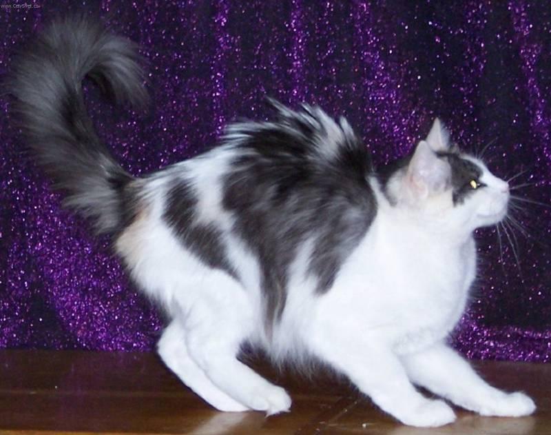 Fotky: Tureck� Angora (foto, obrazky)