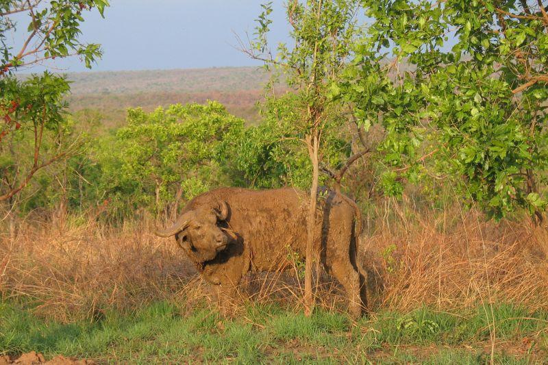 Foto: Uganda