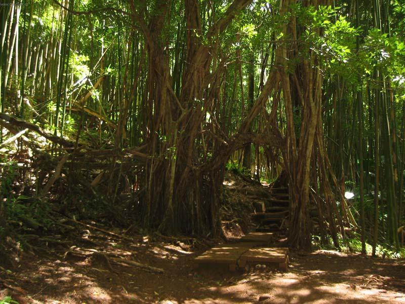 Foto: USA-Hawaii5