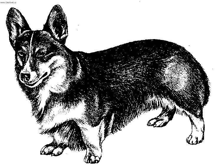 Foto: Welsh Corgi Pembroke-Kresba