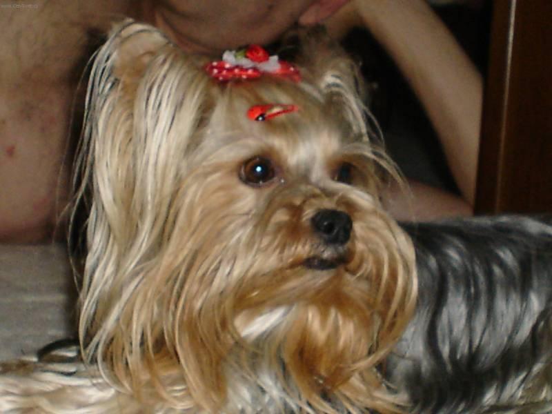 Foto: York��rsk� terier-Majitelka: Heda