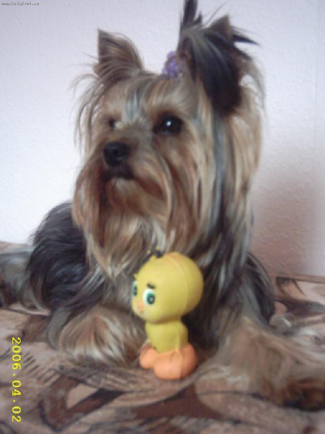 Foto: York��rsk� terier-Collin. Majitelka: B�ra Petrov�