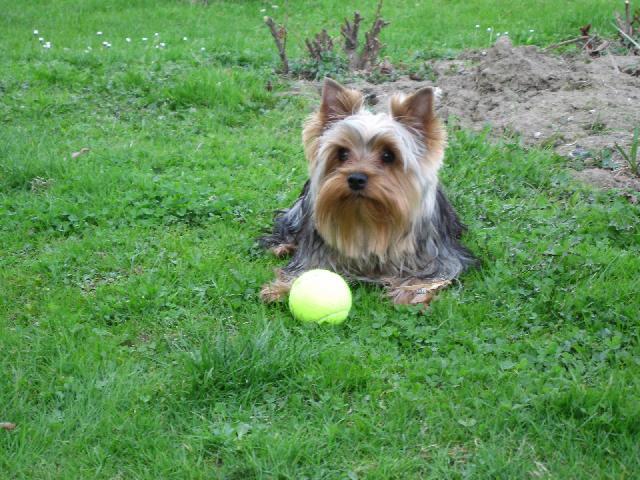 Foto: York��rsk� terier-N� mil��ek Pluto. Majitelka: Magda a Libor