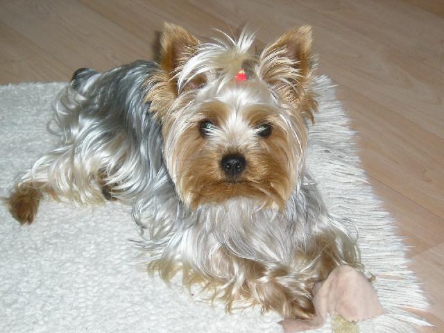 Foto: York��rsk� terier-To je n� jork��rek Jerry. Majitel: jorksir.jerry@seznam.cz