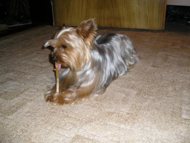 Foto: York��rsk� terier-To je n� jork��rek Jerry. Majitel: jorksir.jerry@seznam.cz