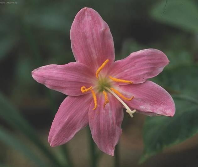 Foto: Zephyranthes