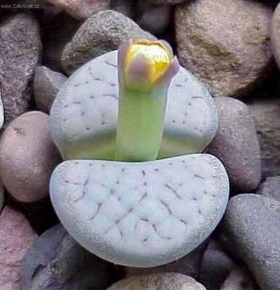 Foto: �iv� kameny