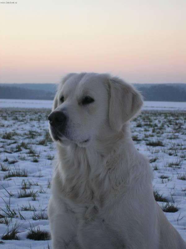 Fotky: Zlat� retr�vr (foto, obrazky)