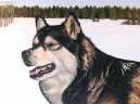 Alja�sk� malamut