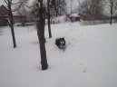 Alja�sk� malamut