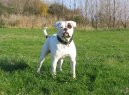 Americk� bulldog