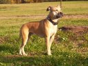 Fotky: Americk� pitbull teri�r (foto, obrazky)