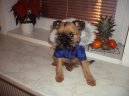 Belgick� grifonek