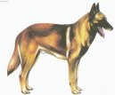 Belgick� ov��k - Malinois