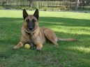 Belgick� ov��k - Malinois