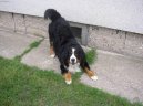 Bernsk� sala�nick� pes