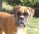 N�meck� boxer