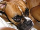 N�meck� boxer