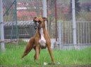N�meck� boxer