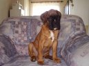 N�meck� boxer