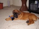 N�meck� boxer