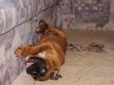 N�meck� boxer