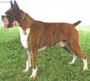 N�meck� boxer