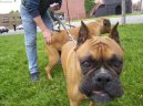 N�meck� boxer