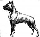 N�meck� boxer