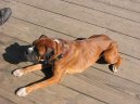 N�meck� boxer