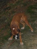 N�meck� boxer