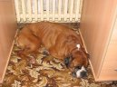 N�meck� boxer