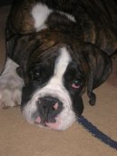 N�meck� boxer