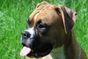 N�meck� boxer