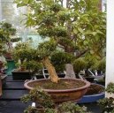 Buxus harlandii, buxus microphylla sinica, Zimostr�z
