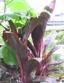 Dra�inka, kordyline