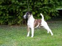 Foxteri�r hladkosrst�
