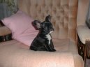 Francouzsk� buldo�ek