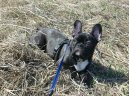 Francouzsk� buldo�ek
