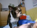 Francouzsk� buldo�ek
