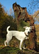 Fotky: Jack Russel�v Teri�r (foto, obrazky)